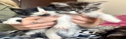Maine Coon gatti in vendita: Cuccioli Maine Coon XXL con Pedigree ANFI - Annuncio 2