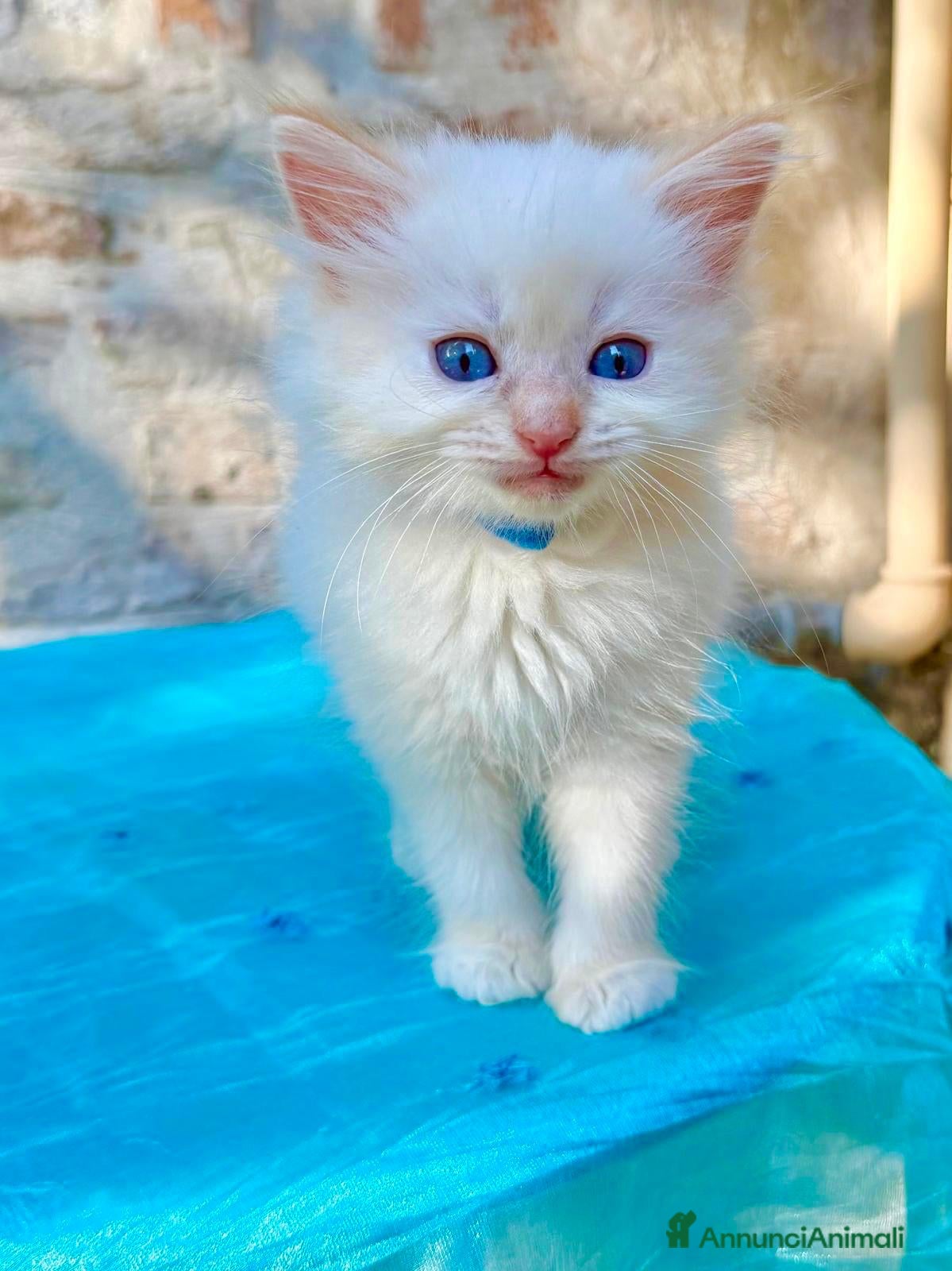 Ragdoll gatti cuccioli ragdoll disponibili  - Annuncio 1
