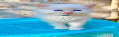 Ragdoll 1