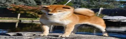 Shiba Inu cani in vendita: Cuccioli SHIBA INU  - Annuncio 10