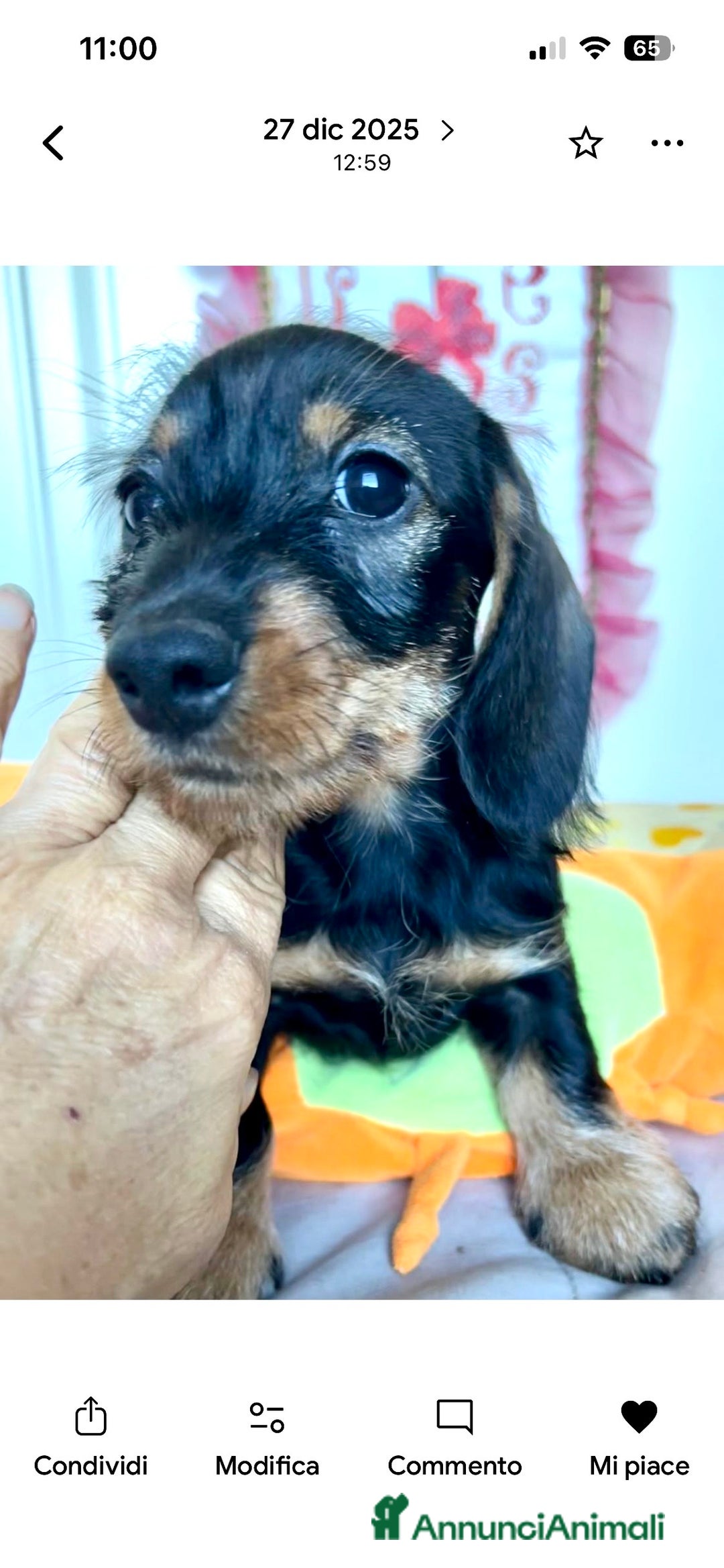 Bassotto cani in vendita: Cuccioli di Bassotto pelo duro con Pedigree Enci - Annuncio 8