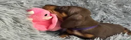 Bassotto cani in vendita: Bassotti Nani  - Annuncio 8