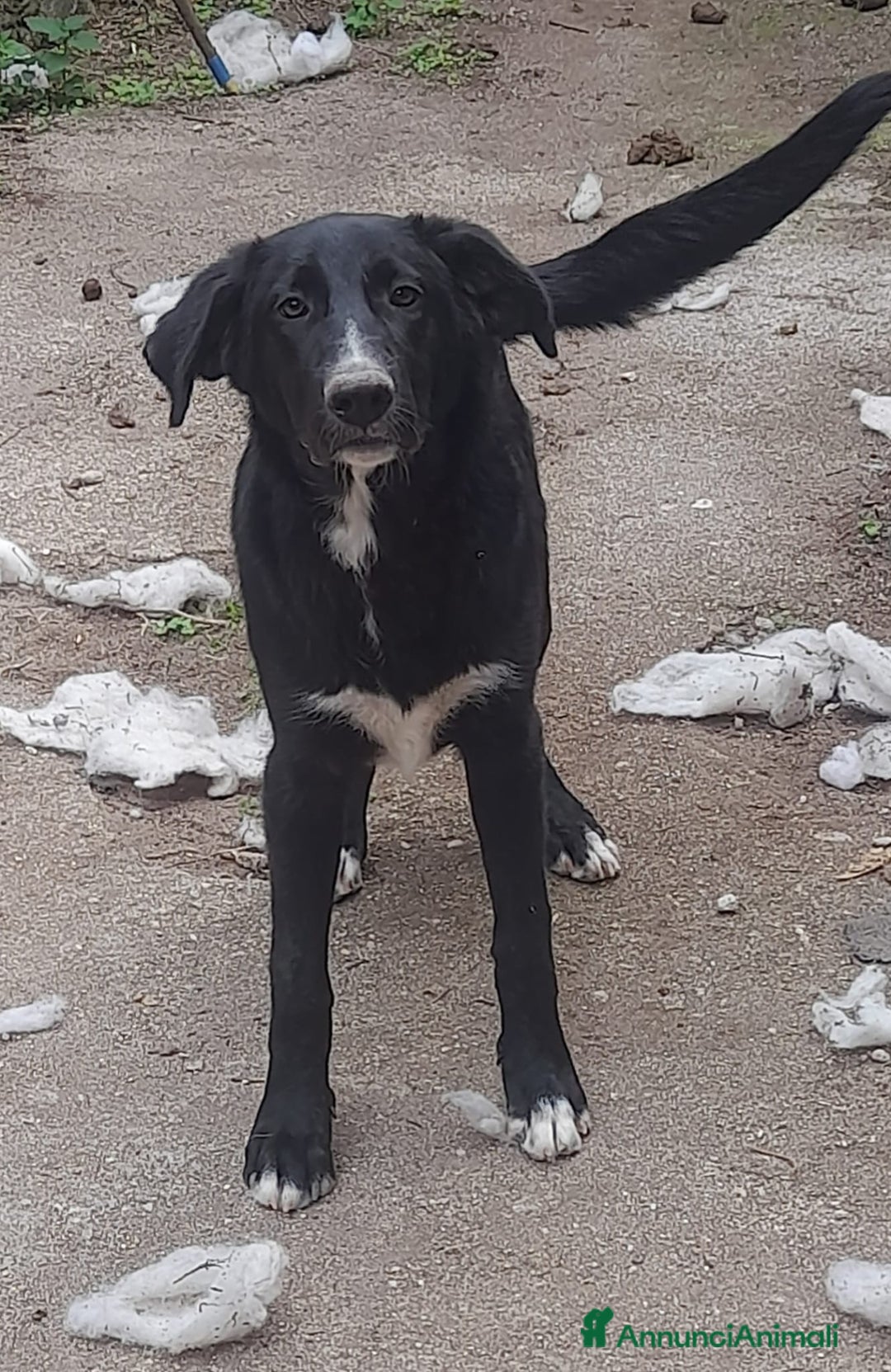 Meticcio cani in vendita: Meticcio di 1 anno 17 kg - Annuncio 3