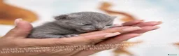 Scottish gatti in vendita: Cuccioli di Scottish Fold e Straight con Pedigree - Annuncio 12