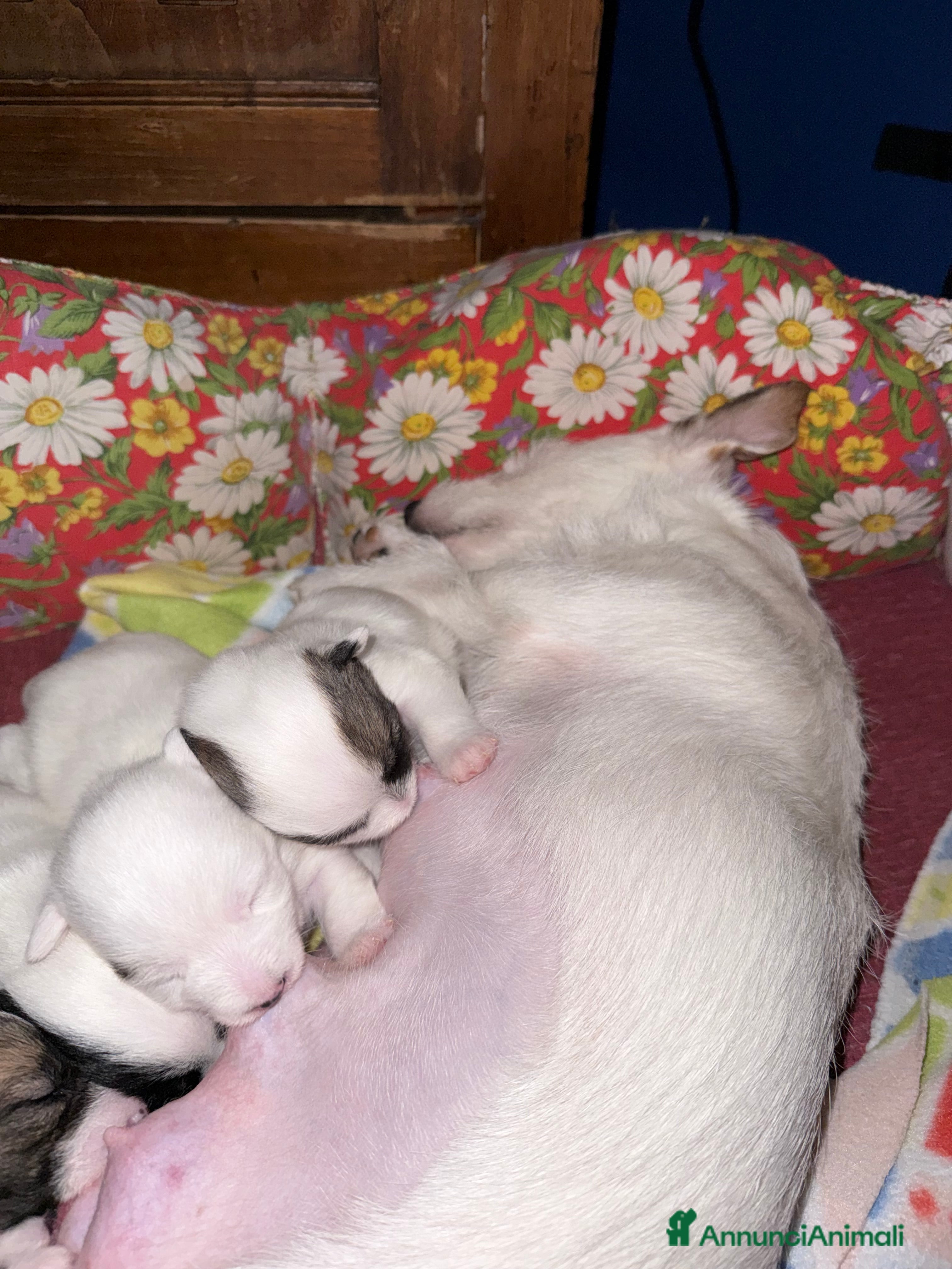 Jack Russell cani Cuccioli di jack Russell  - Annuncio 1