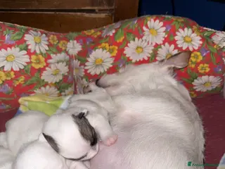 Jack Russell cani in vendita: Cuccioli di jack Russell - Annuncio 1