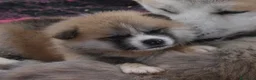 Akita Inu cani in vendita: CUCCIOLI DI AKITA DA ALLEVAMENTO ENCI - Annuncio 13