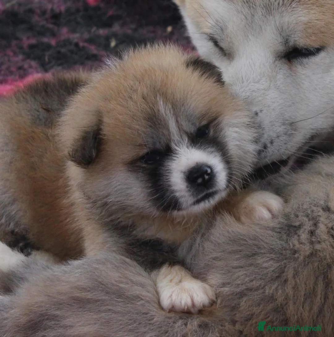 Akita Inu cani in vendita: CUCCIOLI DI AKITA DA ALLEVAMENTO ENCI - Annuncio 13
