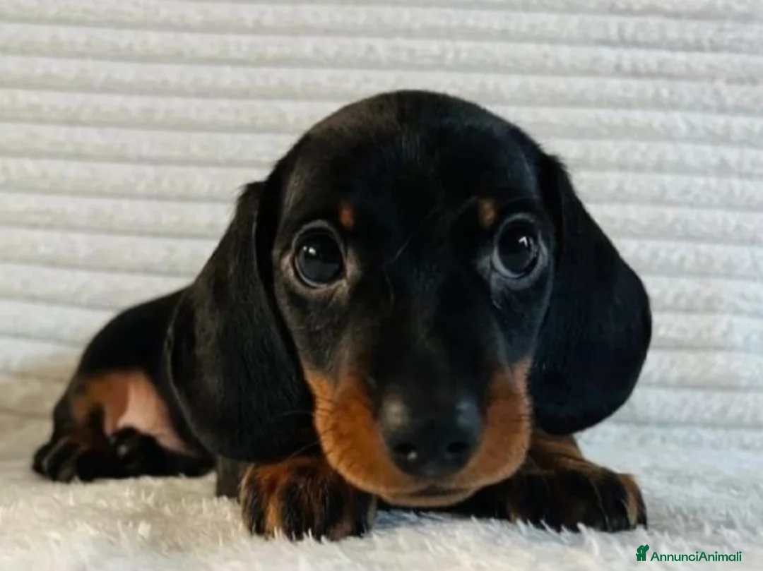 Bassotto cani in vendita: Bassotti Nani  - Annuncio 1