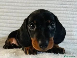 Bassotto cani Bassotti Nani - Annuncio 12