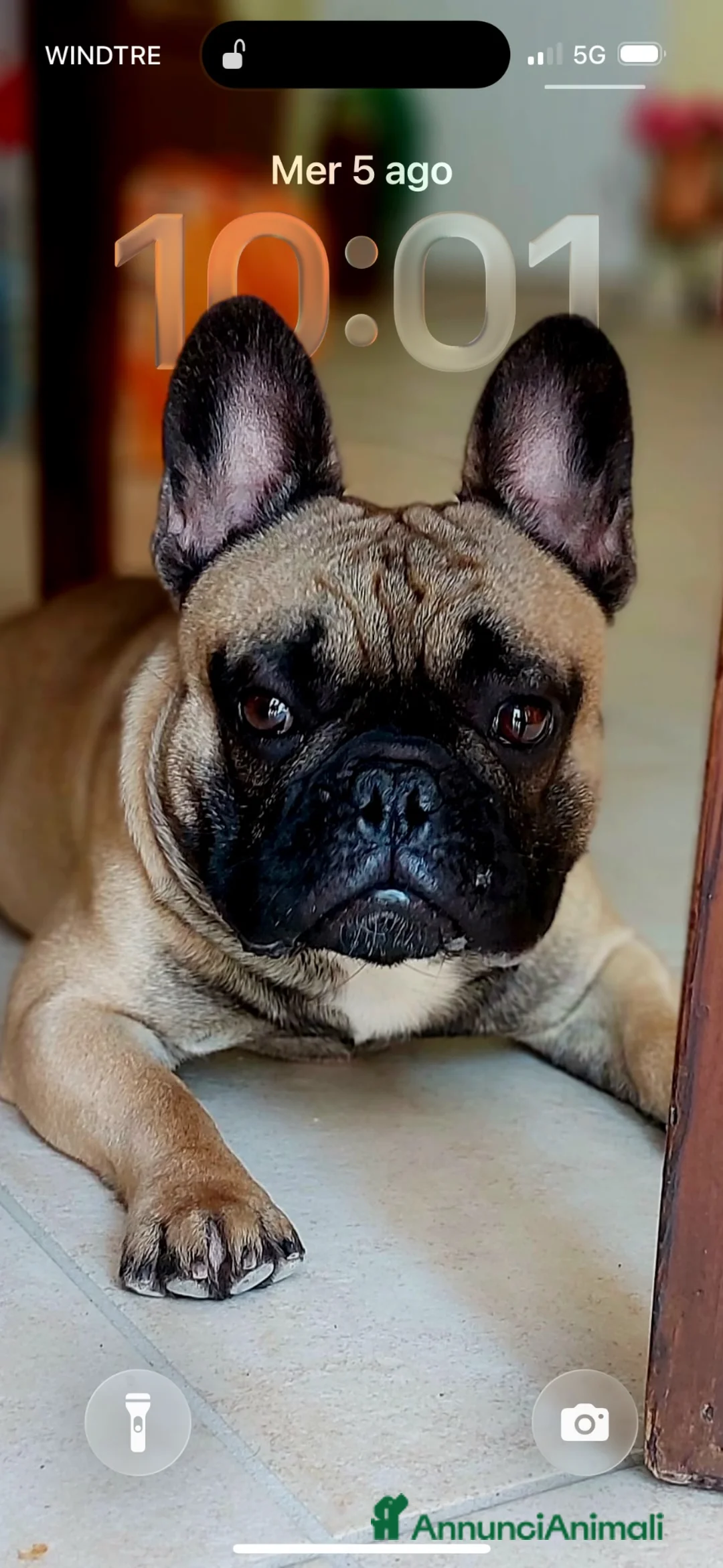 Bulldog Francese cani per accoppiamento: Bulldog francese per monta a Provincia dell'Aquila - Annuncio 5
