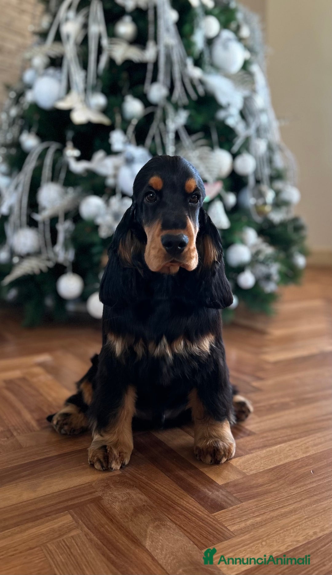 Cocker cani in vendita: Cocker spaniel inglese  - Annuncio 2