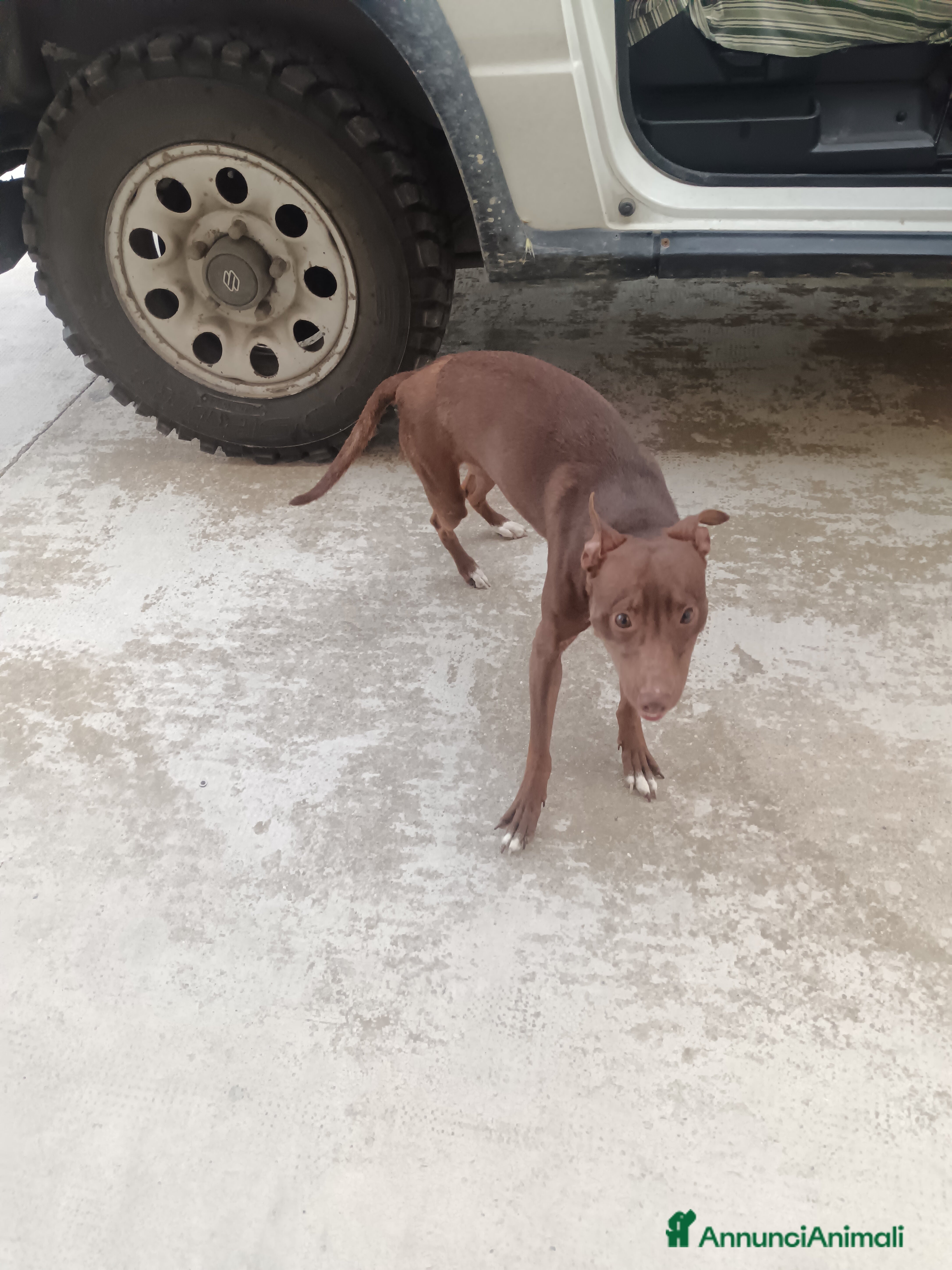 Meticcio cani Cane meticcio adozione  - Annuncio 35