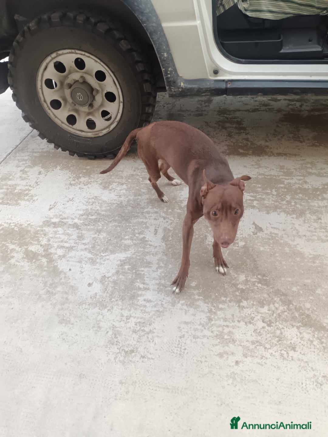 Meticcio cani in regalo: Cane meticcio adozione  - Annuncio 1