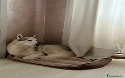 Husky cani per accoppiamento: Cerco femmina Husky a Provincia di Rimini - Immagine 3