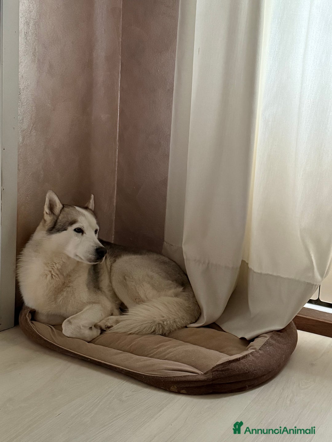 Husky cani per accoppiamento: Cerco femmina Husky a Provincia di Rimini - Immagine 3