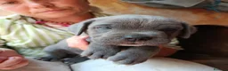 Cane Corso cani in vendita: Cuccioli CANE CORSO speciali - Annuncio 5