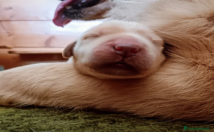 Golden Retriever cani a Provincia di Alessandria - Annuncio 1
