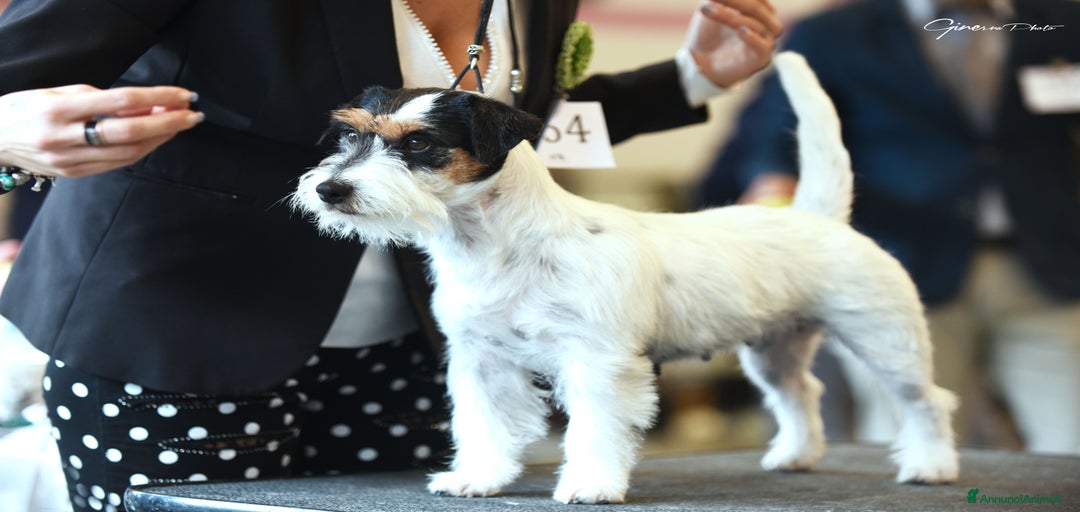 Immagine della galleria {{count}}