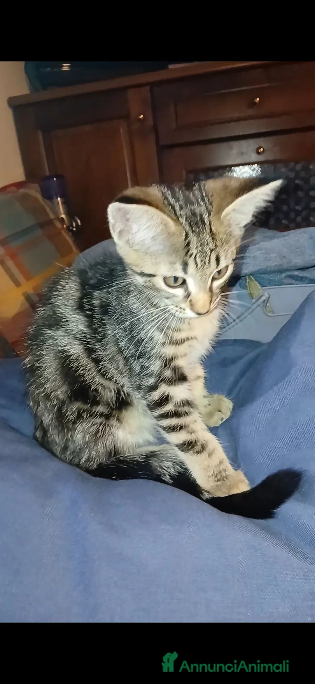 Maine Coon gatti in vendita: Cucciole simil maine coon - Annuncio 6