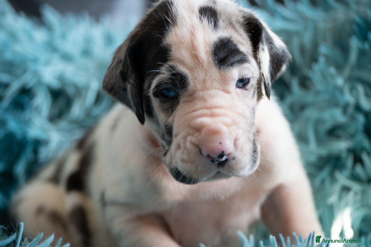 Alano cani cuccioli di alano - Annuncio 1