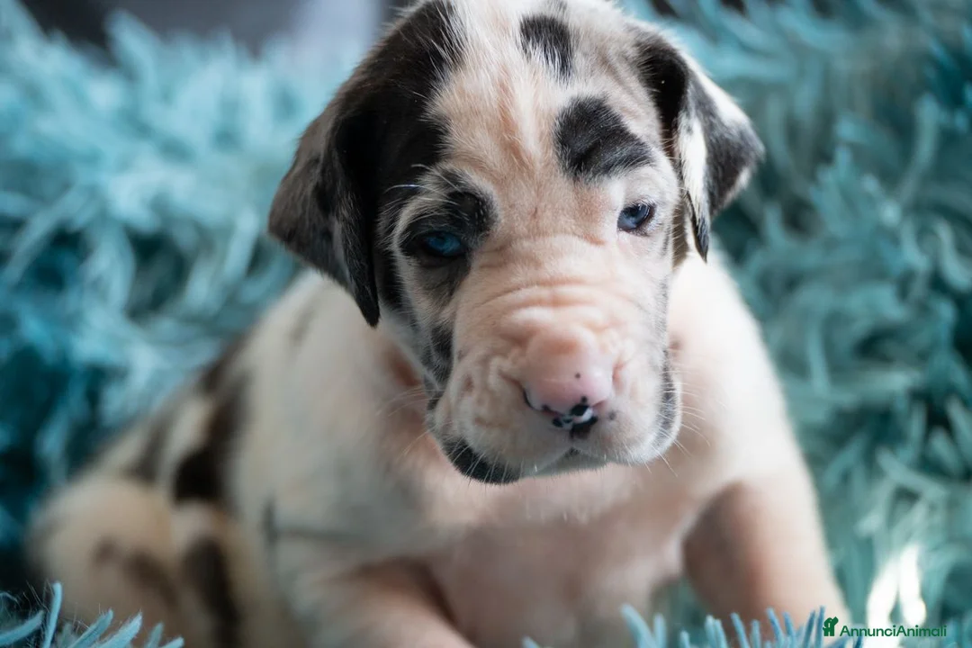 Alano cani in vendita: cuccioli di alano a Provincia di Asti - Annuncio 1