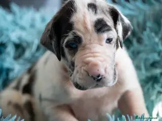 Alano cani cuccioli di alano - Annuncio 32