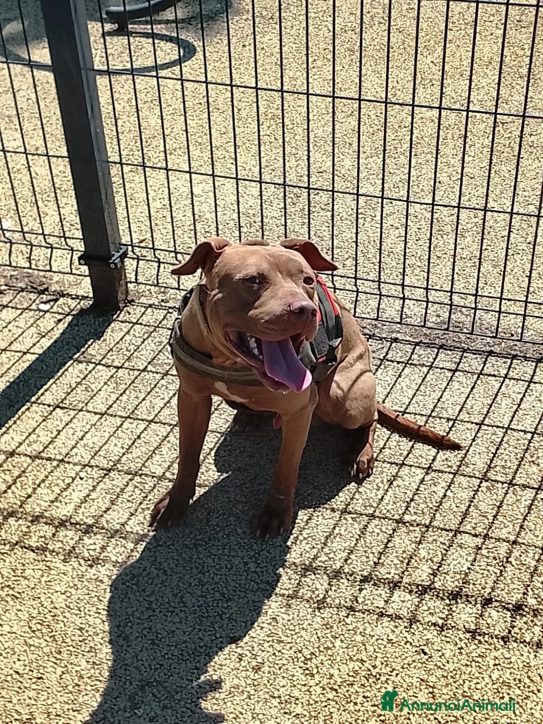 Pitbull cani in regalo: Un cane per una famiglia buona  a Provincia di Como - Annuncio 5