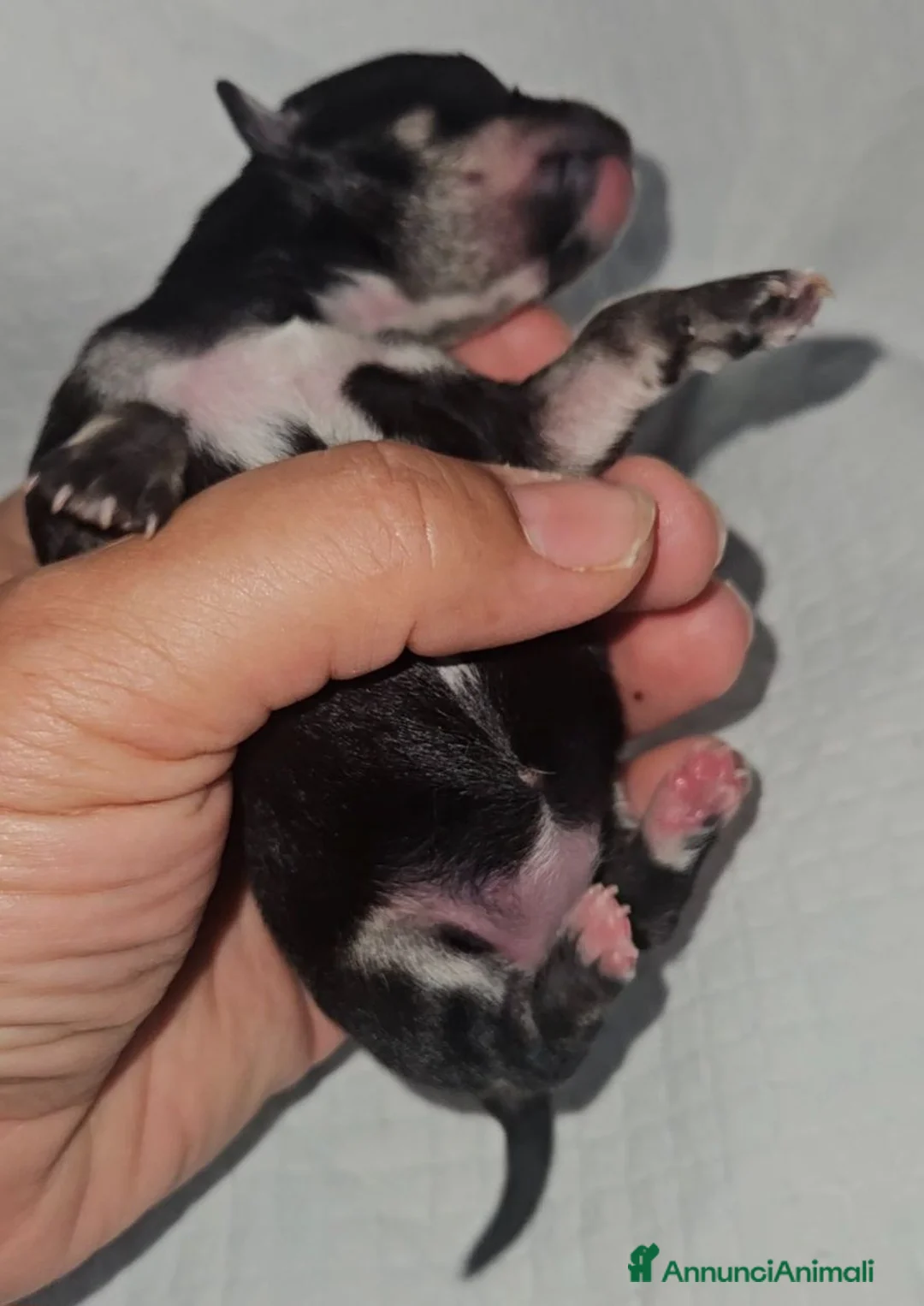Chihuahua cani in vendita: Chihuahua toy  a Città metropolitana di Milano - Annuncio 11