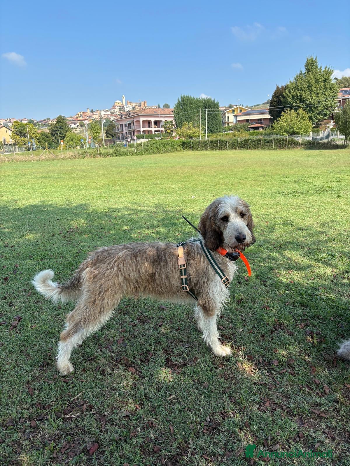 Meticcio cani Oscar - Annuncio 7