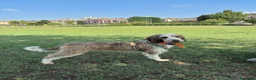 Meticcio cani in regalo: Oscar a Città Metropolitana di Genova - Annuncio 1