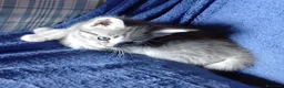 Maine Coon gatti in vendita: Cucciole di maine coon - Annuncio 4