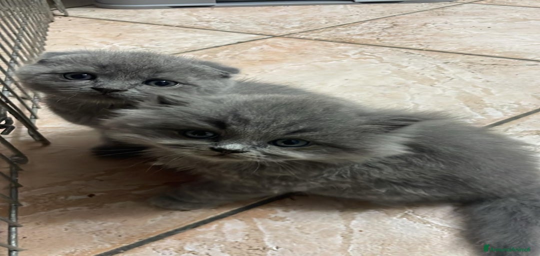 Immagine della galleria {{count}}