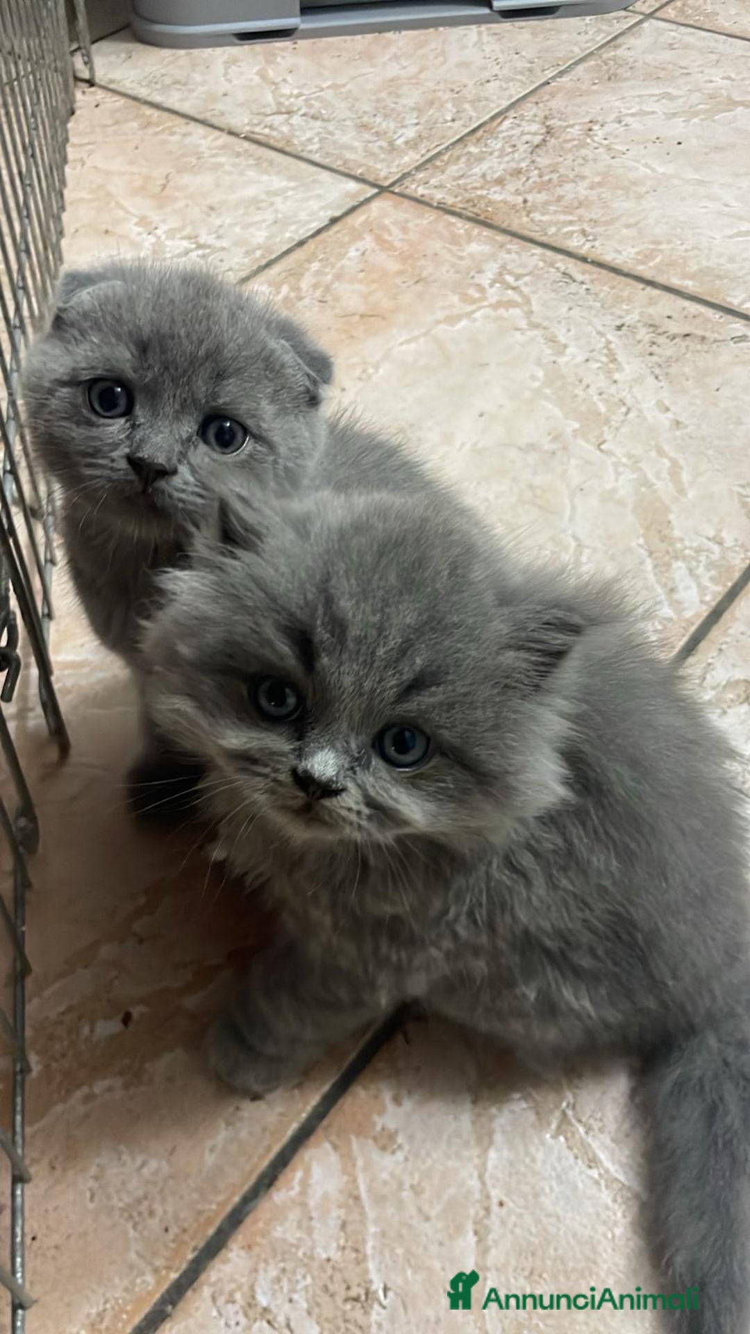 Immagine della galleria {{count}}