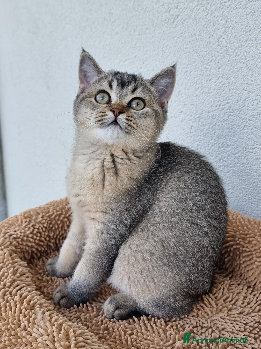 Scottish gatti in vendita: Scottish Straight con Pedigree  - Annuncio 9