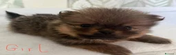 Volpino Pomerania cani in vendita: Bellissimi cuccioli di Pomerania  a Città metropolitana di Roma Capitale - Annuncio 4