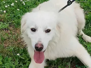 Meticcio cani DANTE HA BISOGNO DI UNA CASA E TANTO AMORE - Annuncio 33