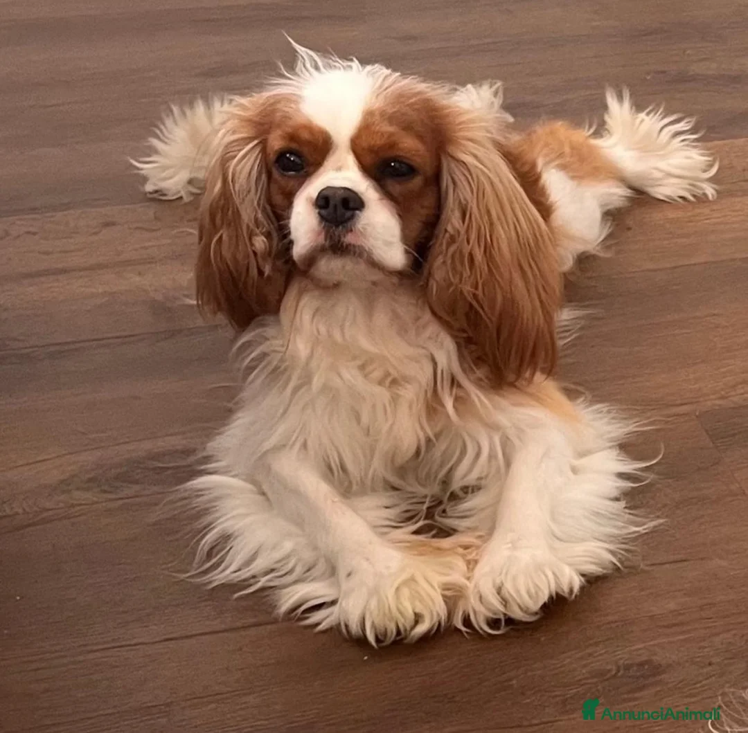 Cavalier King cani in vendita: Cuccioli  altamente selezionati! - Annuncio 7