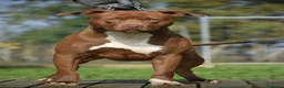 Pitbull cani in vendita: Cucciolo Pit Bull Blue con pedigree anche a rate - Annuncio 2