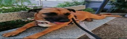 Meticcio cani in regalo: Gaia mix Malinois 3anni sola tutto il giornoNAPOLI a Città metropolitana di Milano - Annuncio 6