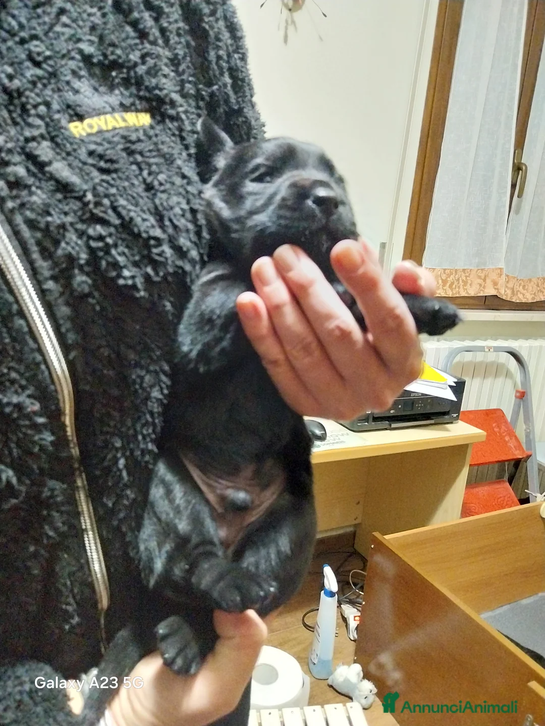 Labrador cani in vendita: Labrador - Annuncio 3