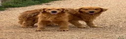 Golden Retriever cani in vendita: Golden Retriever americani - Annuncio 9