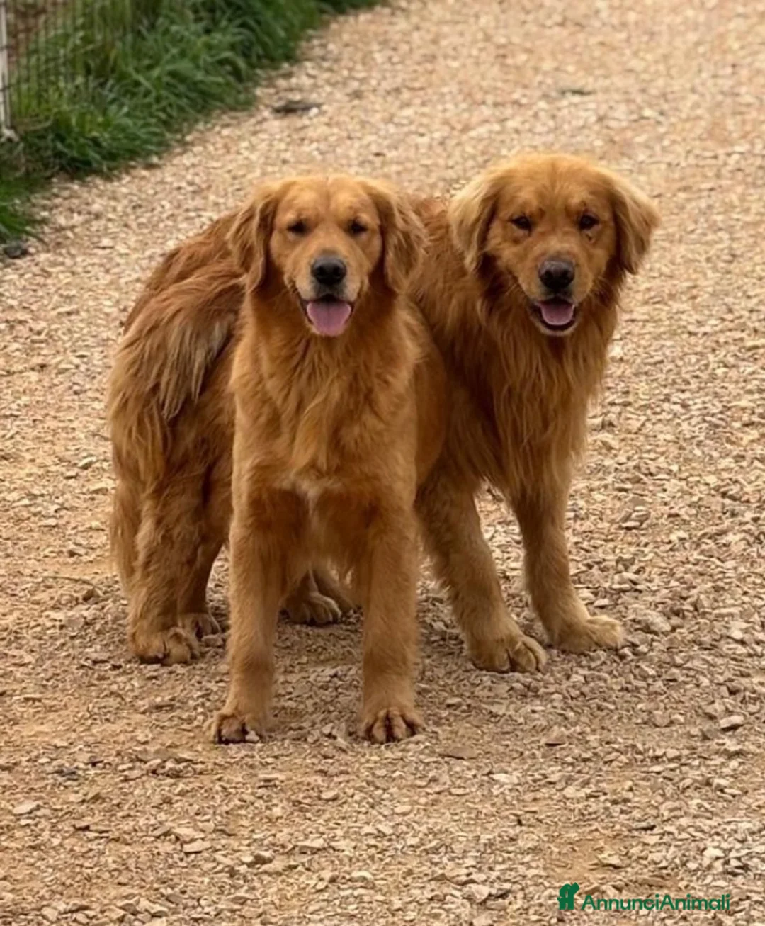 Golden Retriever cani in vendita: Golden Retriever americani - Annuncio 9