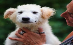 Meticcio cani in regalo: Juri, 4 mesi a Provincia di Bergamo - Immagine 7