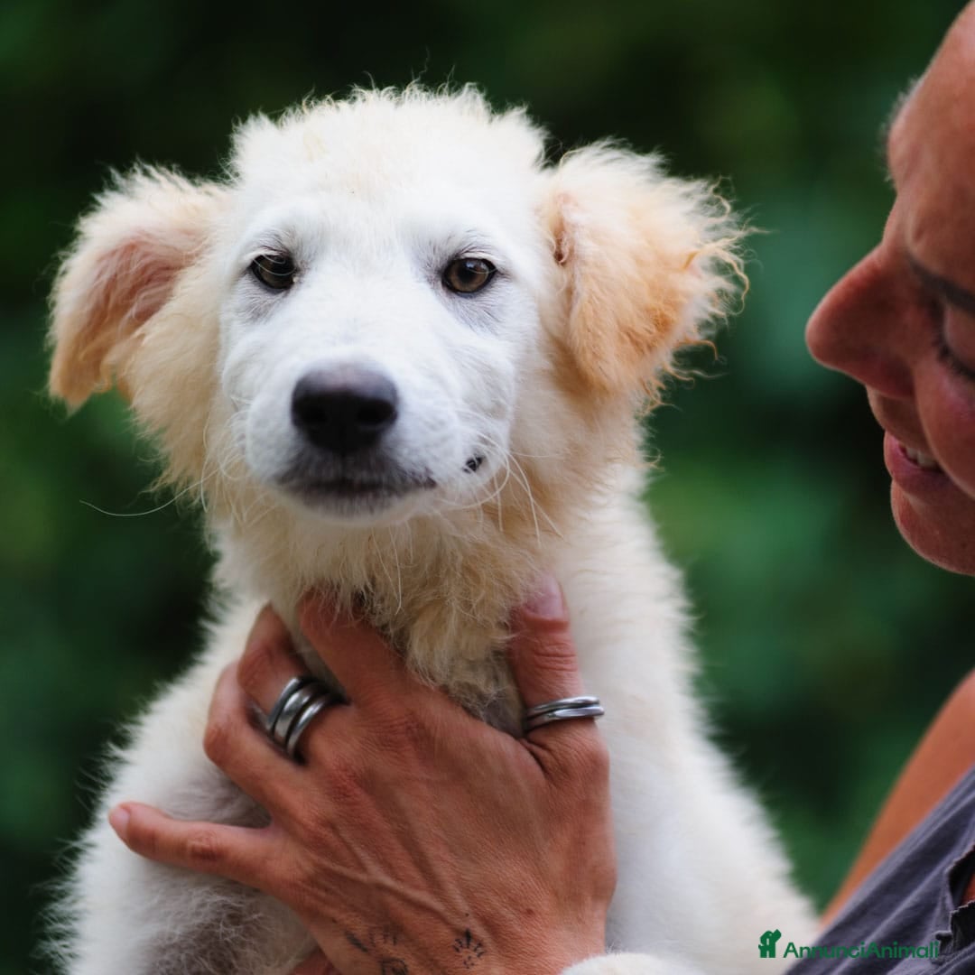 Meticcio cani in regalo: Juri, 4 mesi a Provincia di Bergamo - Immagine 7