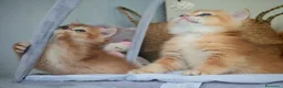 Scottish gatti in vendita: Straordinari Cuccioli Scottish - Annuncio 12