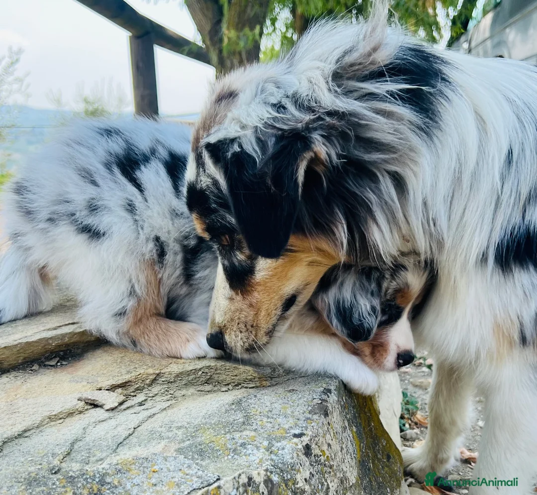 Australian Shepherd cani in vendita: Australian shepherd maschio Blue merle  - Annuncio 3