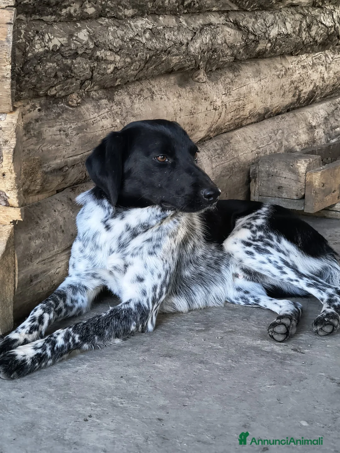 Meticcio cani in regalo: Arturo - Annuncio 4