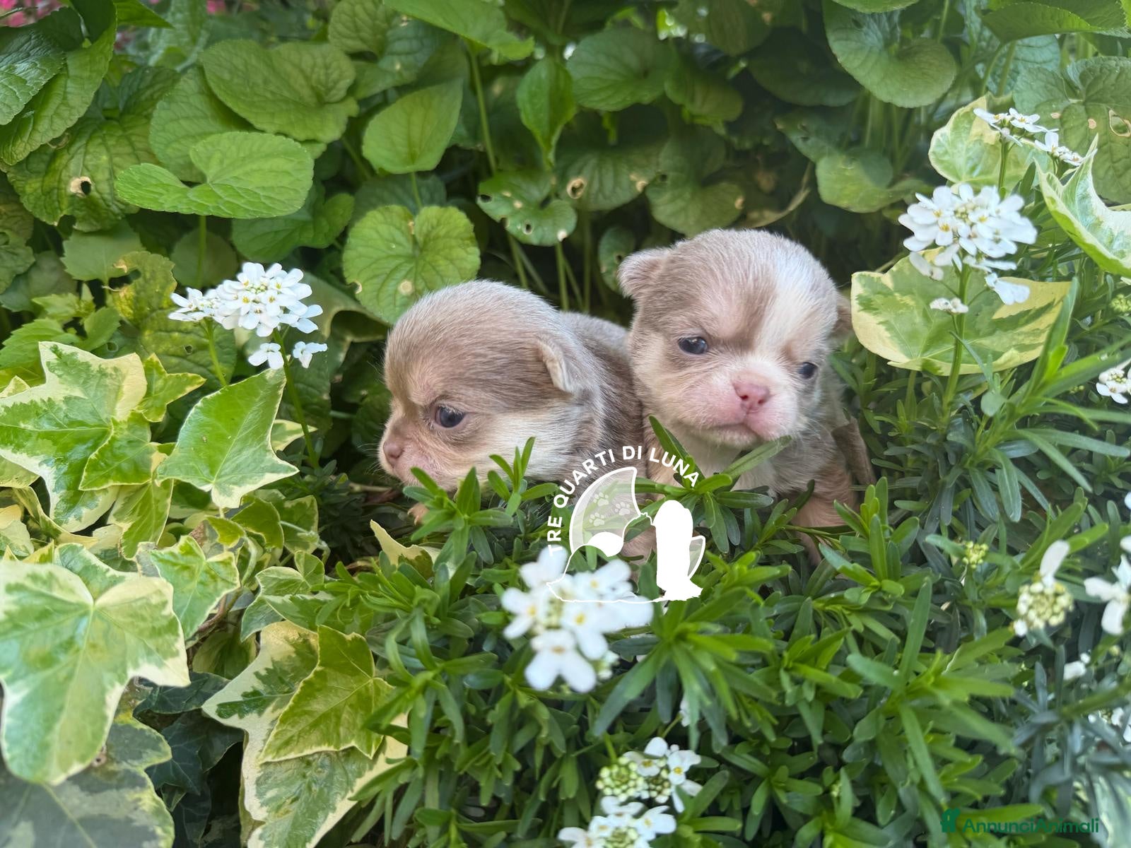 Chihuahua cani Chihuahua TreQuartidiLuna  - Annuncio 5