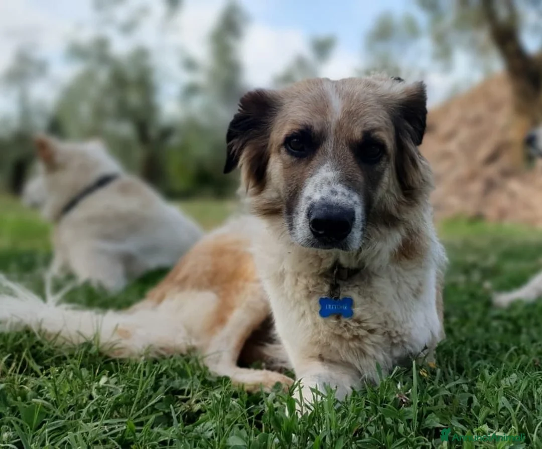 Meticcio cani in regalo: TRITONE una zampetta in meno ma tantoamore in piu' a Pomezia - Annuncio 4